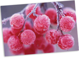 berries