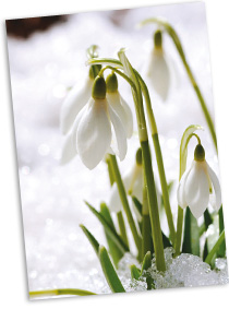 snowdrop-rotate