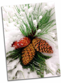 pinecone