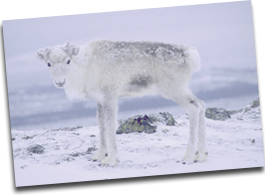 reindeer-rotate